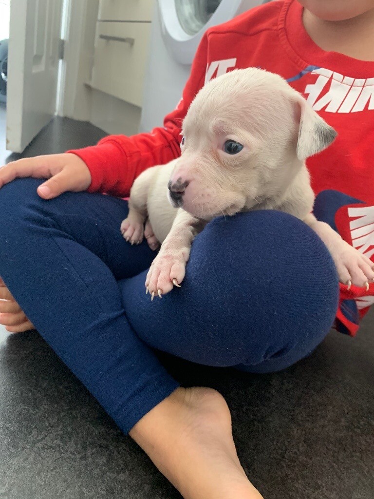 gumtree staffordshire bull terrier puppies